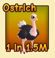 Ostrich in the Ride A Pet community reference catalogue
